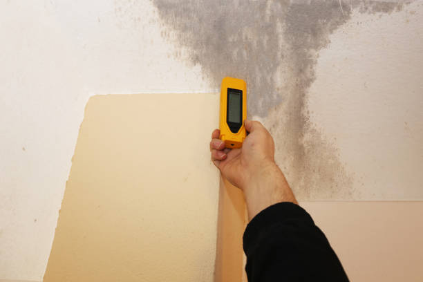 Best Black Mold Removal  in Tara Hills, CA