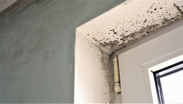 Trusted Tara Hills, CA Mold Removal Experts