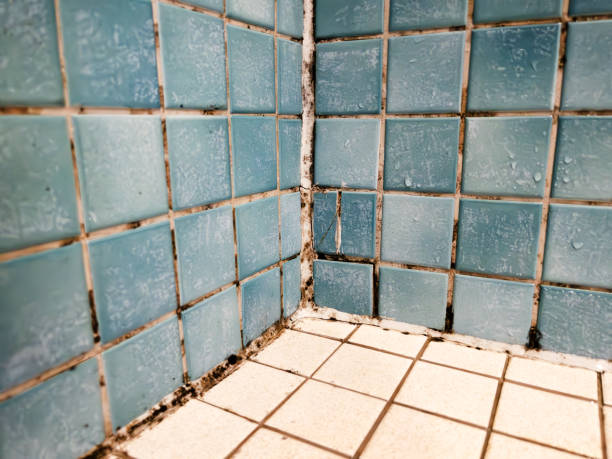  Tara Hills, CA Mold Removal Pros