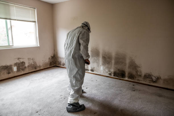 Best Mold Remediation for Healthcare Facilities  in Tara Hills, CA