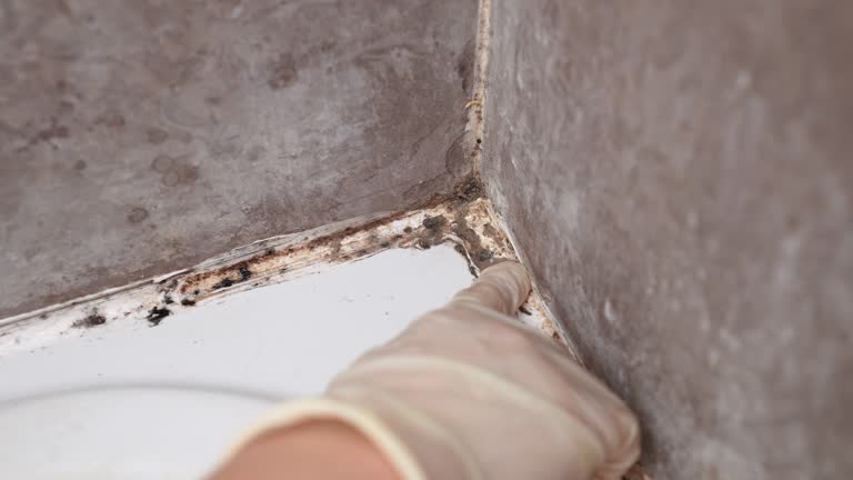 Mold Odor Removal Services in Tara Hills, CA